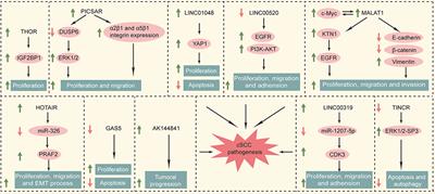 The Roles of lncRNA in Cutaneous Squamous Cell Carcinoma